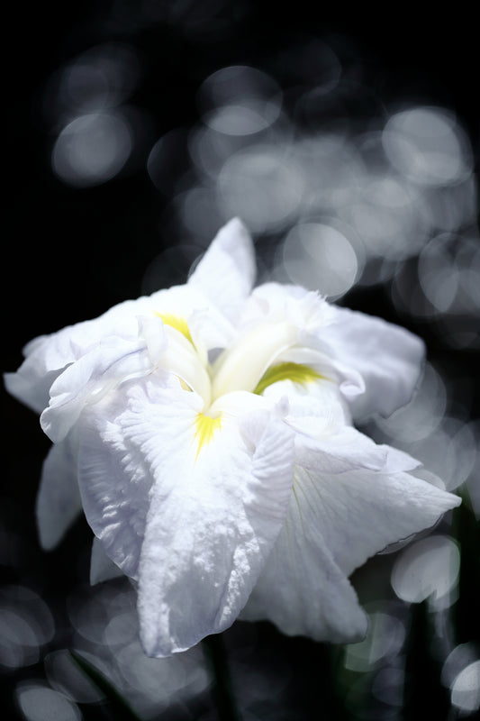 "Quiet Colors"-Traumserie