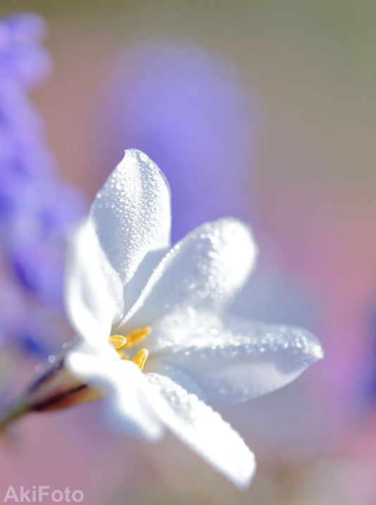 "Gesegnete Farbe" -Dream Comfort Serie-