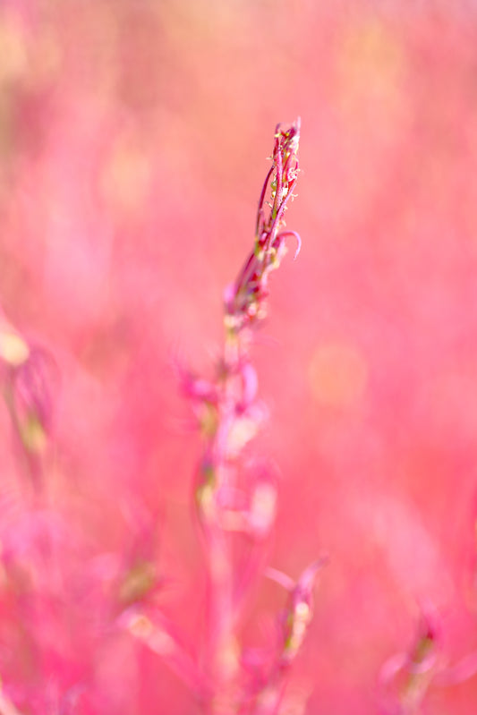 「ピンク -1-」寛ぎの使者