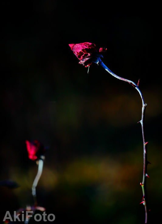 "Extreme"-Nachricht-