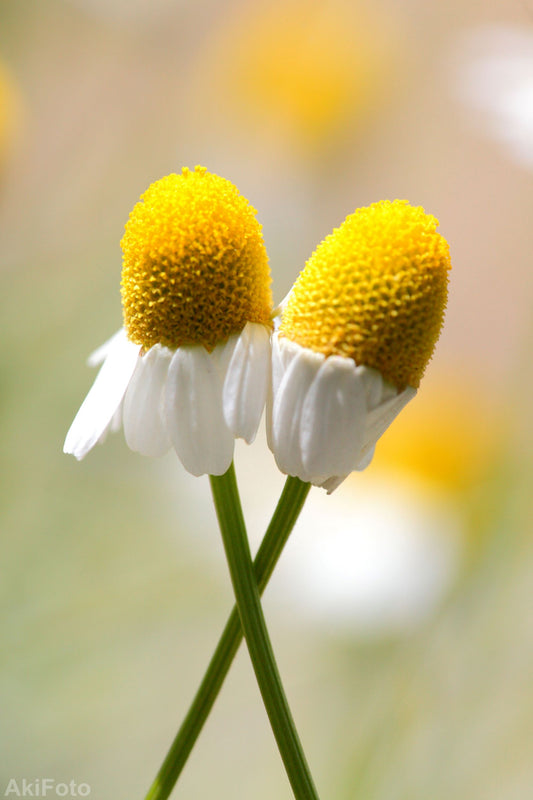 "Mutsumajiku" -Serie Dream Comfort-