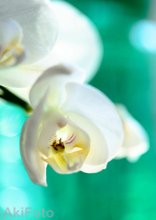 "Tokimeki Color" -Serie Dream Comfort-